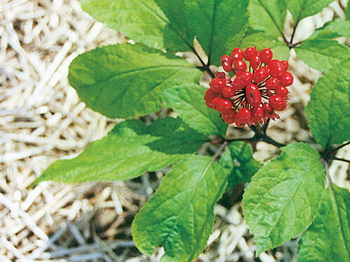 In Praise of Ginseng: Health Benefits Worth Singing About