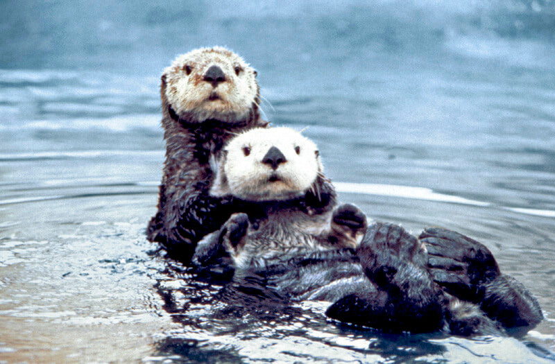 How Otters Are Living the Good Life.  (You Can, Too.)