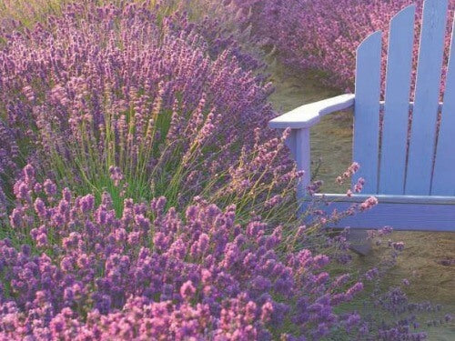 Cooking Calm: Transform Your Tastebuds with Lavender