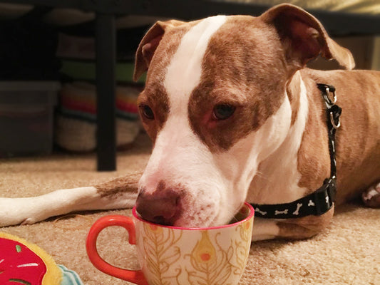Tea Time with Fido: Can Dogs Have Tea?