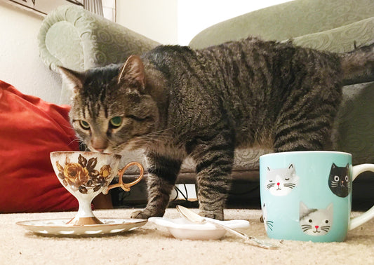 Can Cats Drink Tea? Find the Purrfect Tea for Your Feline Friend