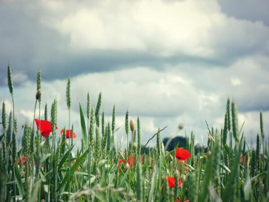 Plum Deluxe Tea Club Teaser - August 2016